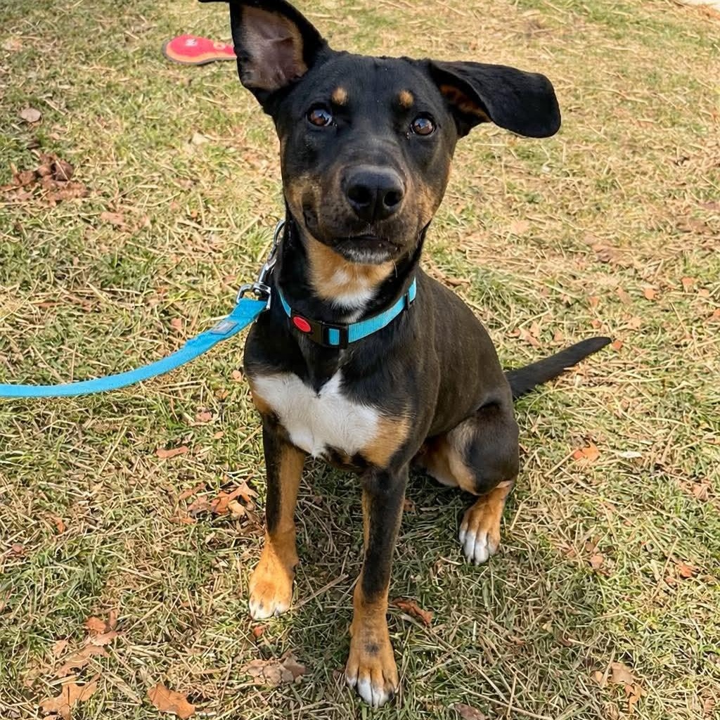 Cooper, ADOPTABLE, Puppy Male Mixed Breed.