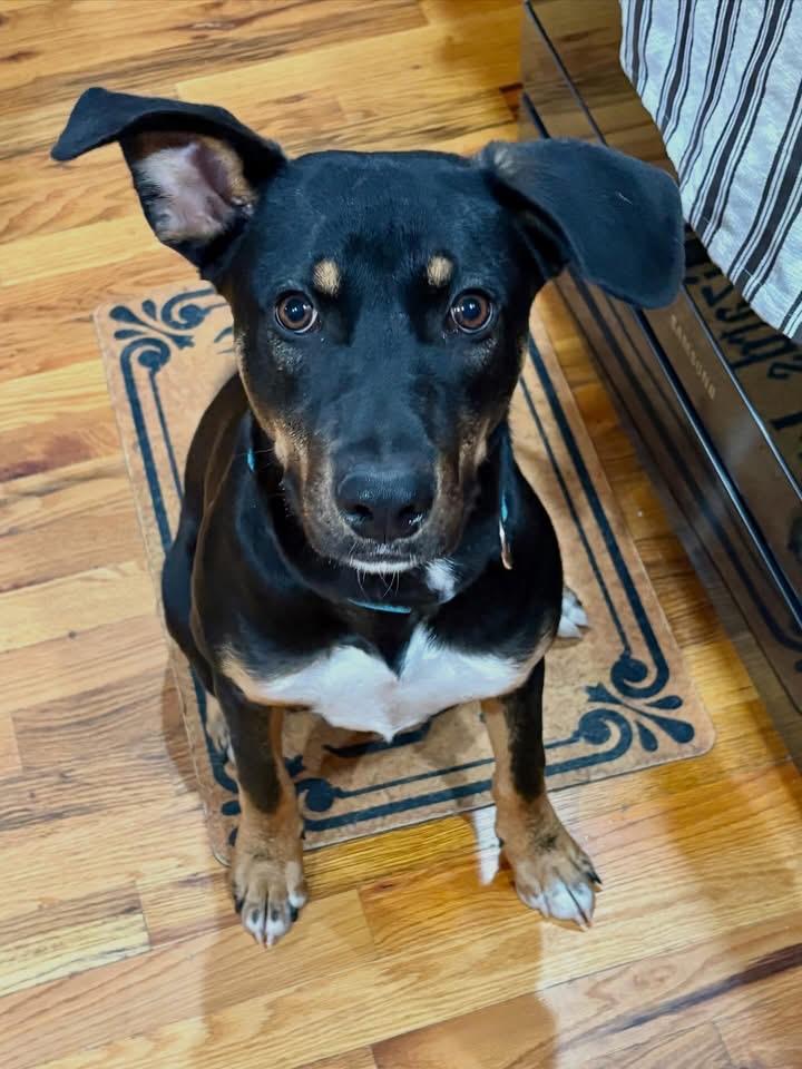 Enlarge Cooper, a ADOPTABLE Mixed Breed in Highland, NY image 4/5