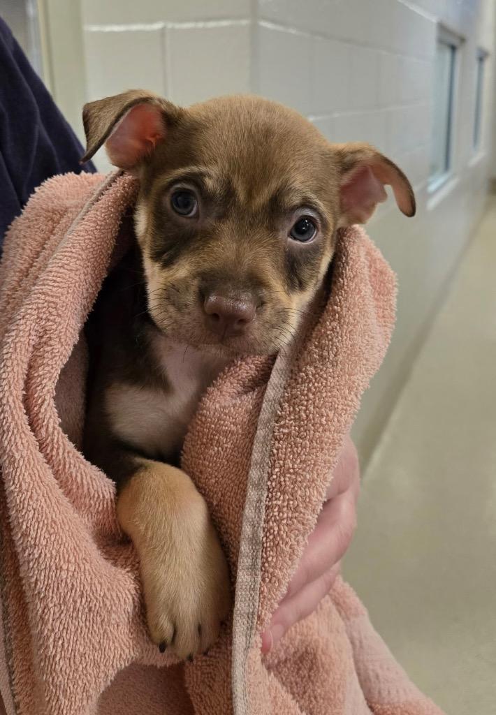 Enlarge Stu Who, a Adoptable mixed breed in Seguin, TX image 1/2