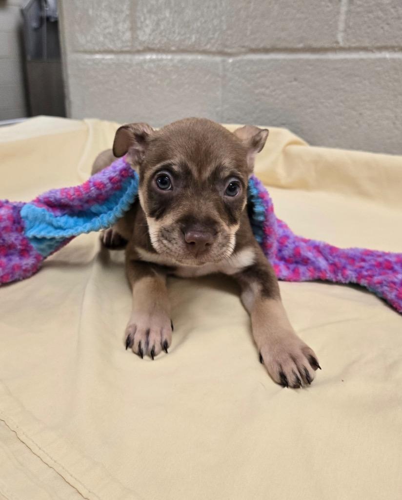 Enlarge Stu Who, a Adoptable mixed breed in Seguin, TX image 2/2