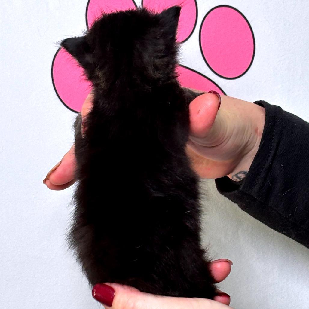 Bashful, Adoptable, Kitten Female American Shorthair.