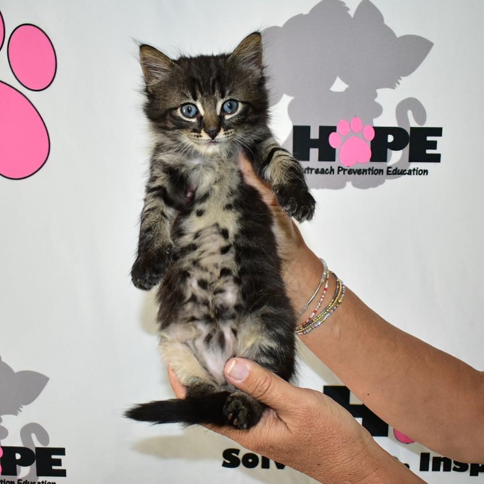 Enlarge Bashful, a Adoptable mixed breed in Milton, FL image 2/6