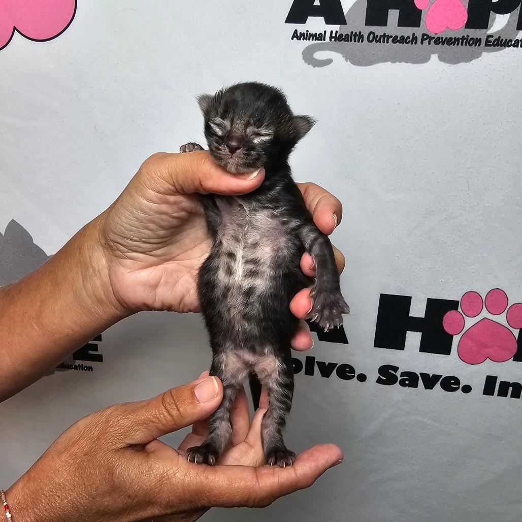 Bashful, Adoptable, Kitten Female American Shorthair.