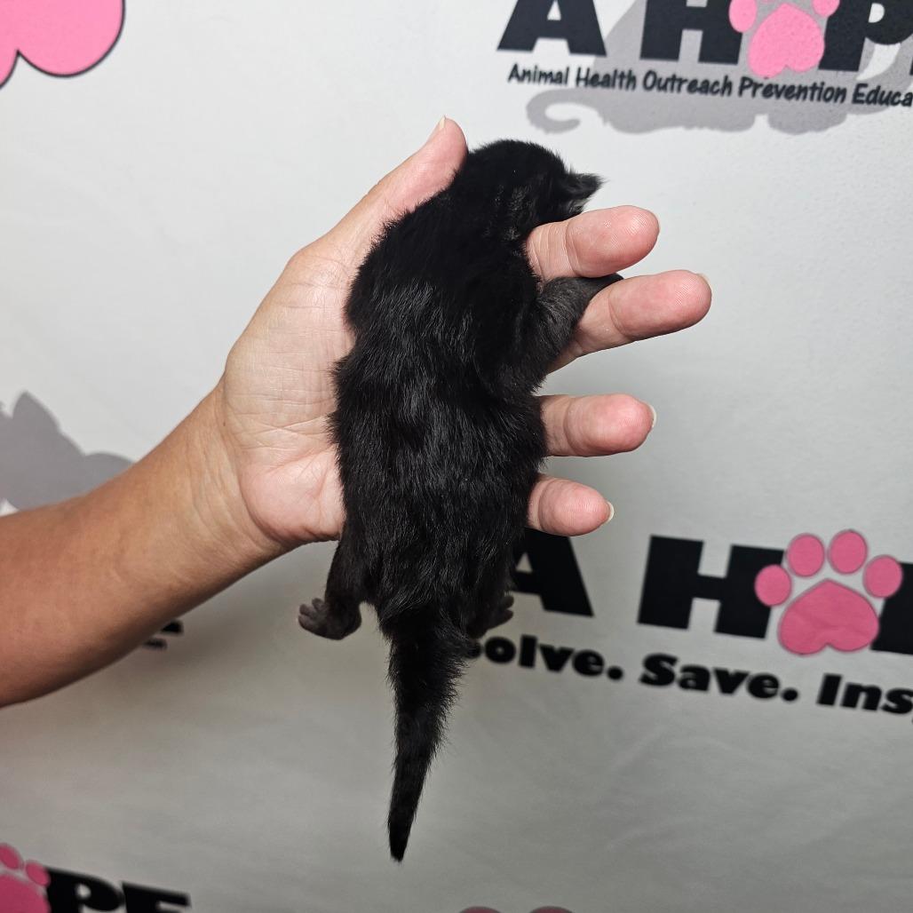 Enlarge Bashful, a Adoptable mixed breed in Milton, FL image 2/2