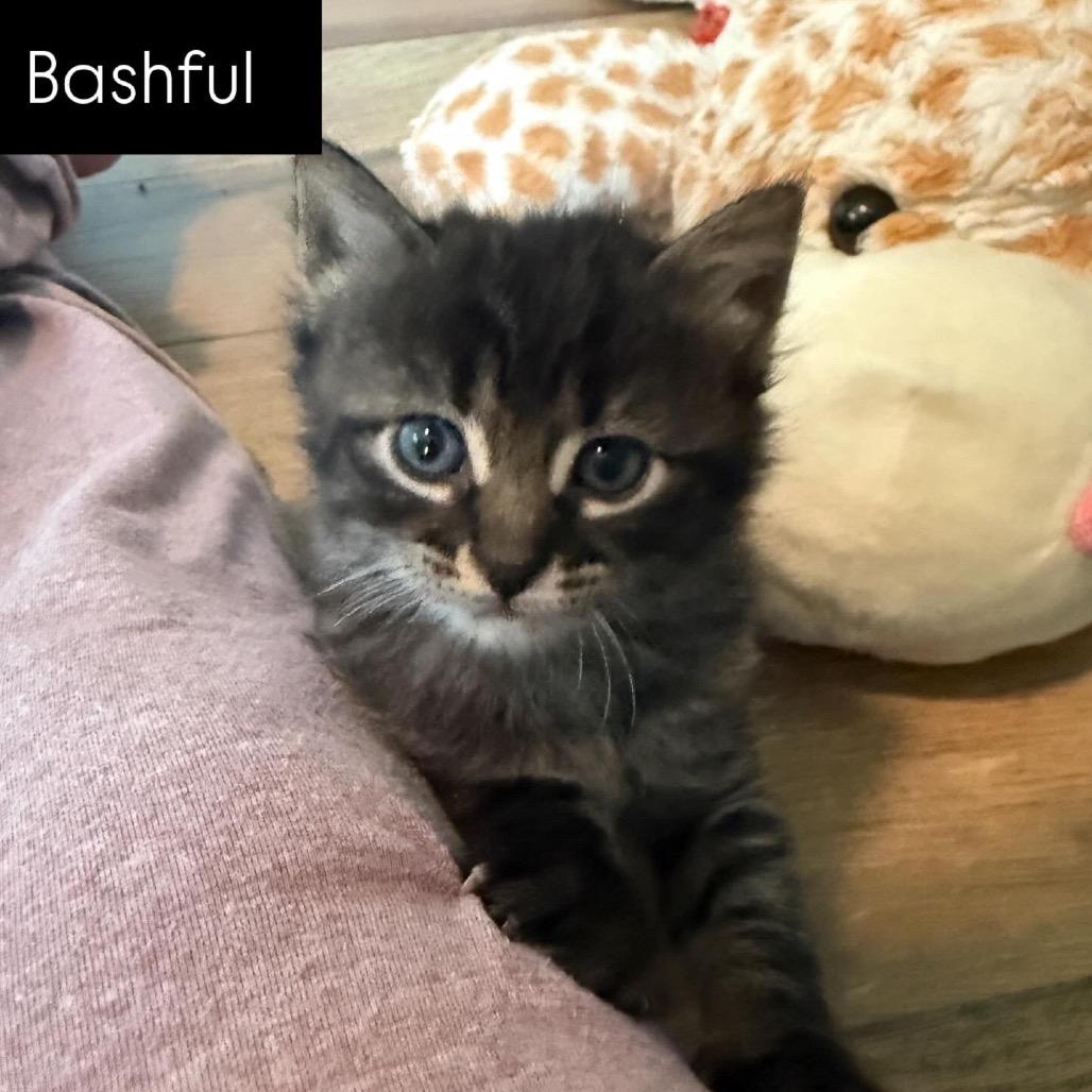 Enlarge Bashful, a Adoptable mixed breed in Milton, FL image 5/6