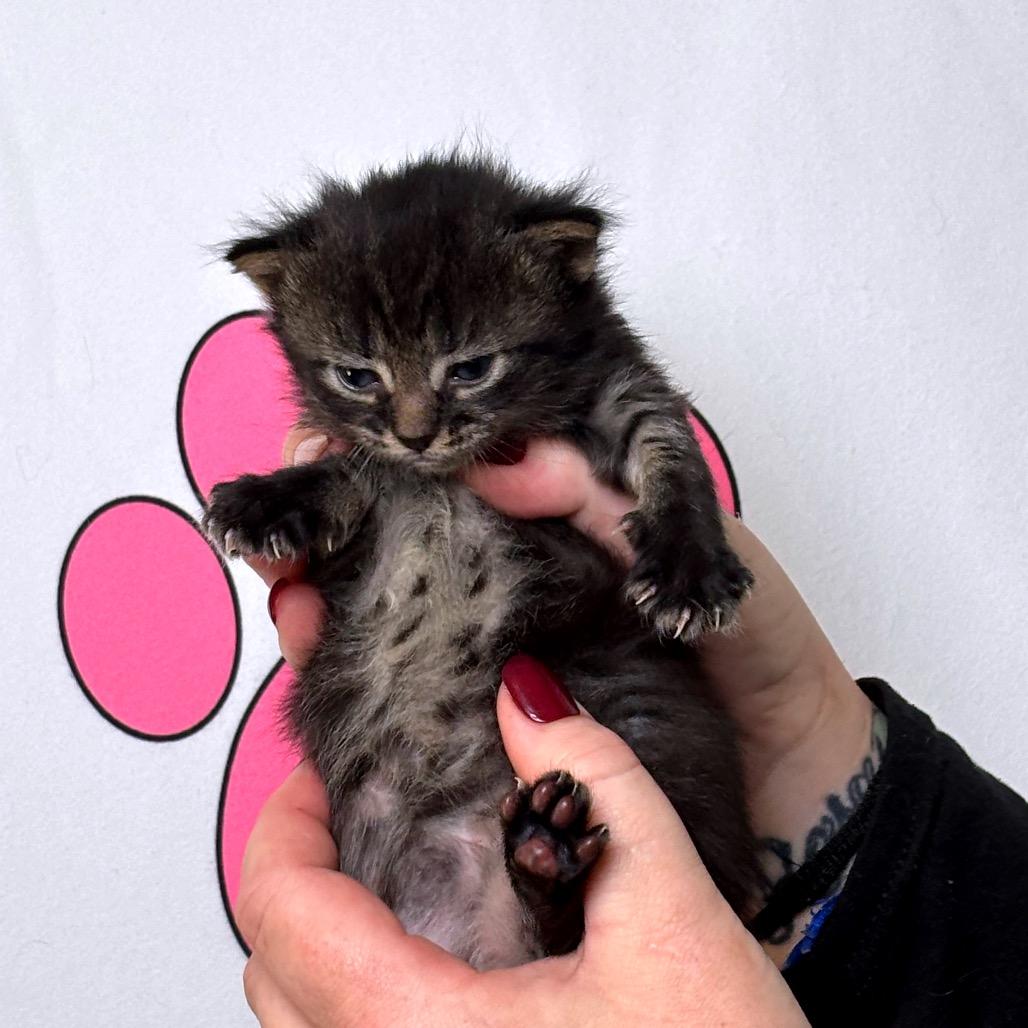 Enlarge Bashful, a Adoptable mixed breed in Milton, FL image 6/6