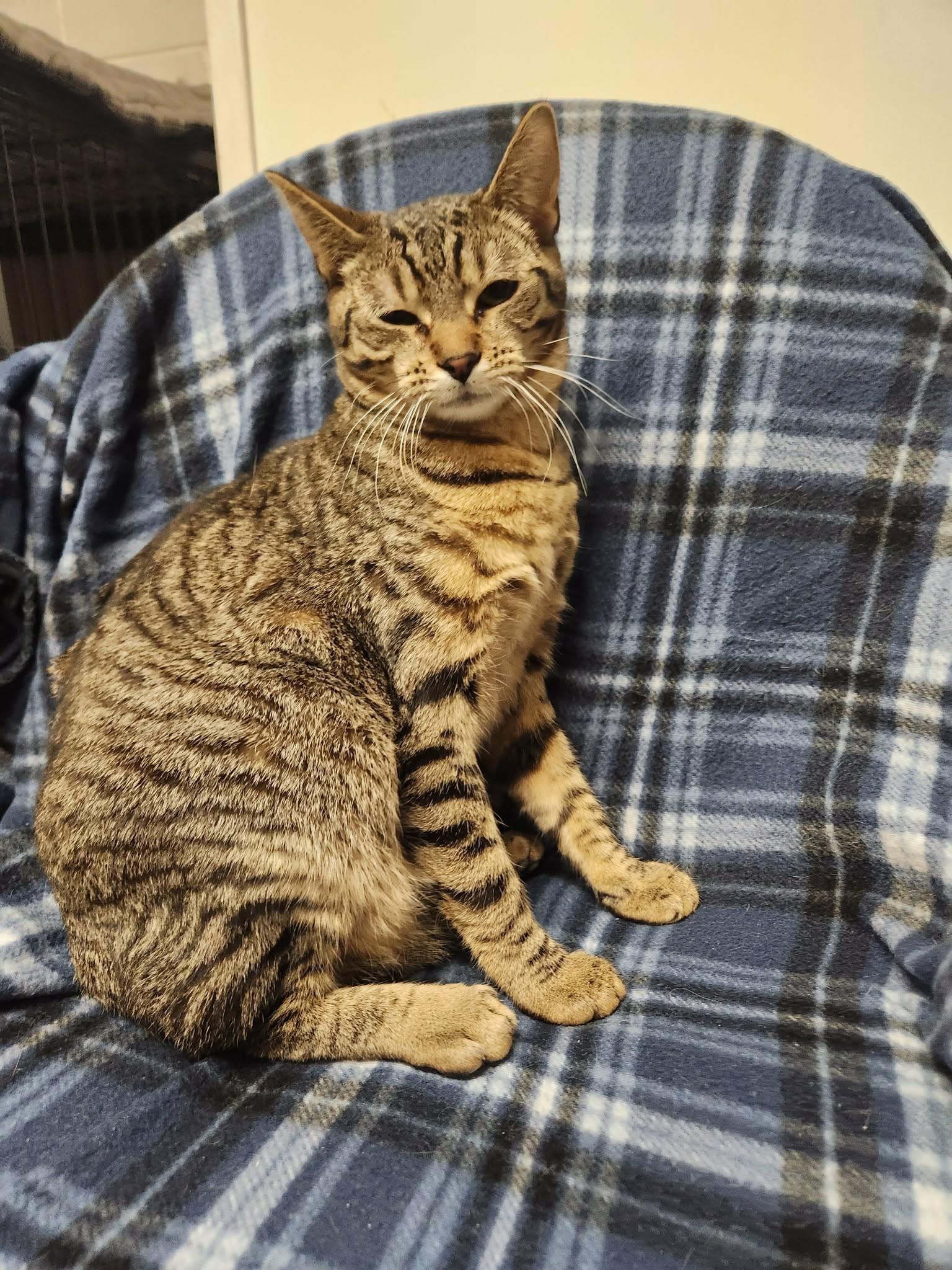 Faith, Adoptable, Young Female Domestic Short Hair.