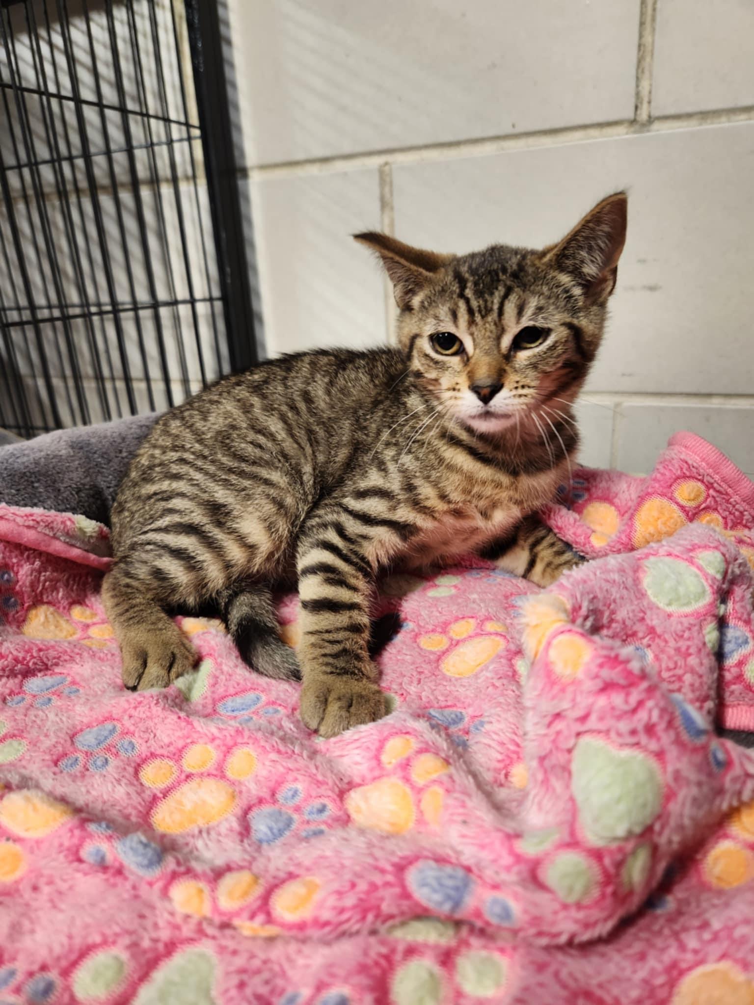 Faith, Adoptable, Young Female Domestic Short Hair.