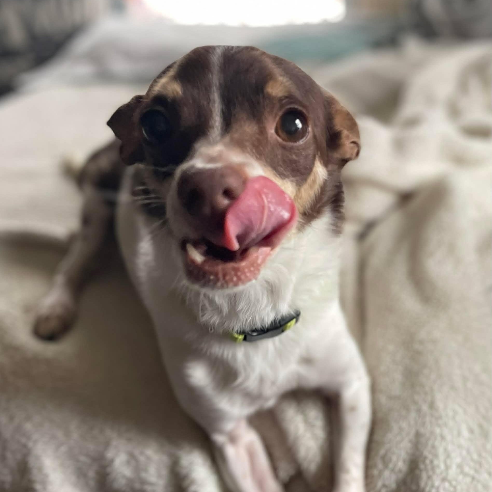 Philip, ADOPTABLE, Senior Male Chihuahua.