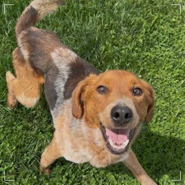 Enlarge Fletcher, a Adoptable Hound in Archbold , OH image 1/1