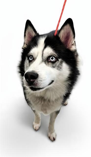 STORM, Adoptable, Adult Male Siberian Husky.