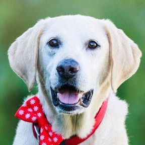 Leo, Adoptable, Senior Male Labrador Retriever.