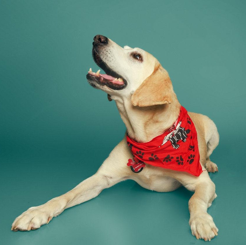 Enlarge Leo, a Adoptable Labrador Retriever in San Francisco, CA image 5/6