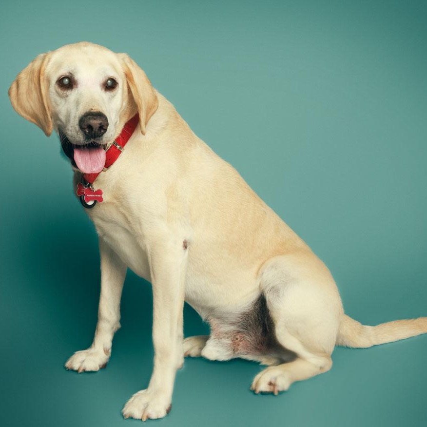 Enlarge Leo, a Adoptable Labrador Retriever in San Francisco, CA image 3/6