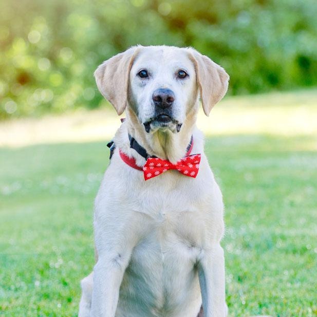 Enlarge Leo, a Adoptable Labrador Retriever in San Francisco, CA image 2/6