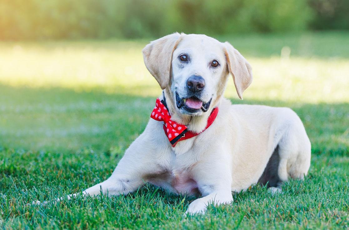 Enlarge Leo, a Adoptable Labrador Retriever in San Francisco, CA image 6/6