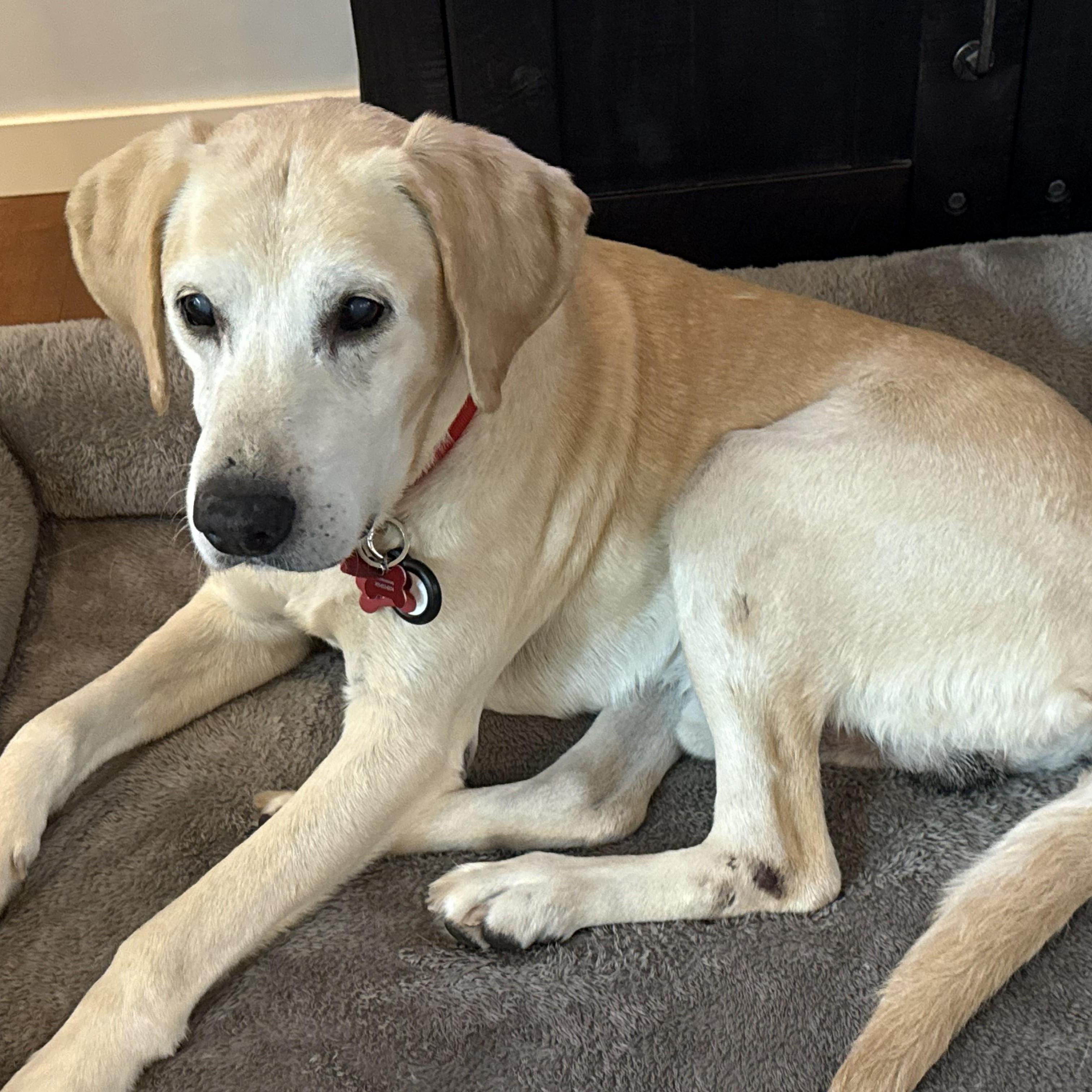 Leo, a Adoptable Labrador Retriever in San Francisco, CA image 1/6