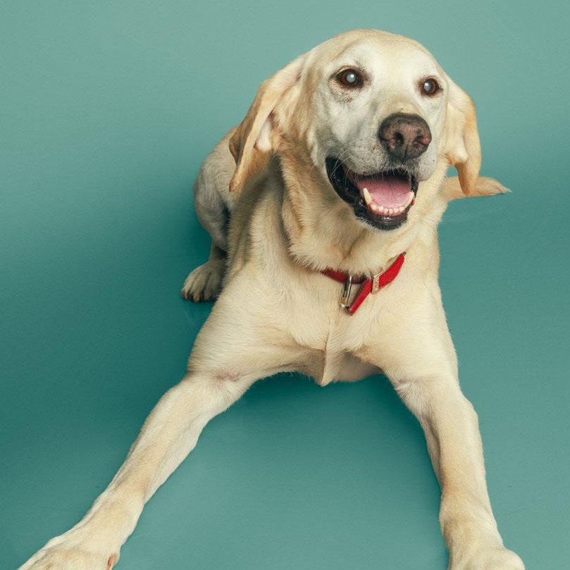 Enlarge Leo, a Adoptable Labrador Retriever in San Francisco, CA image 4/6