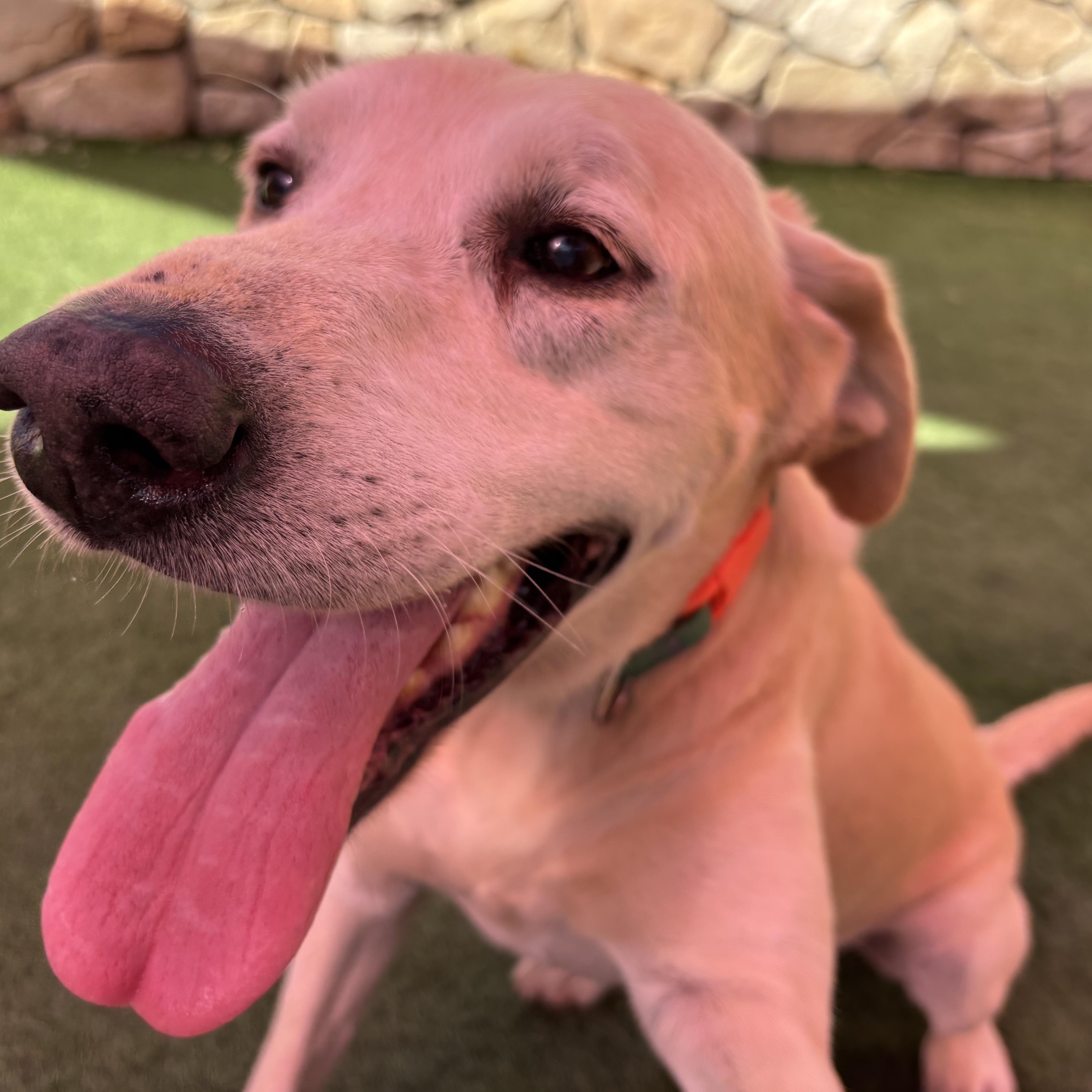 Leo, a Adoptable Labrador Retriever in San Francisco, CA image 4/6
