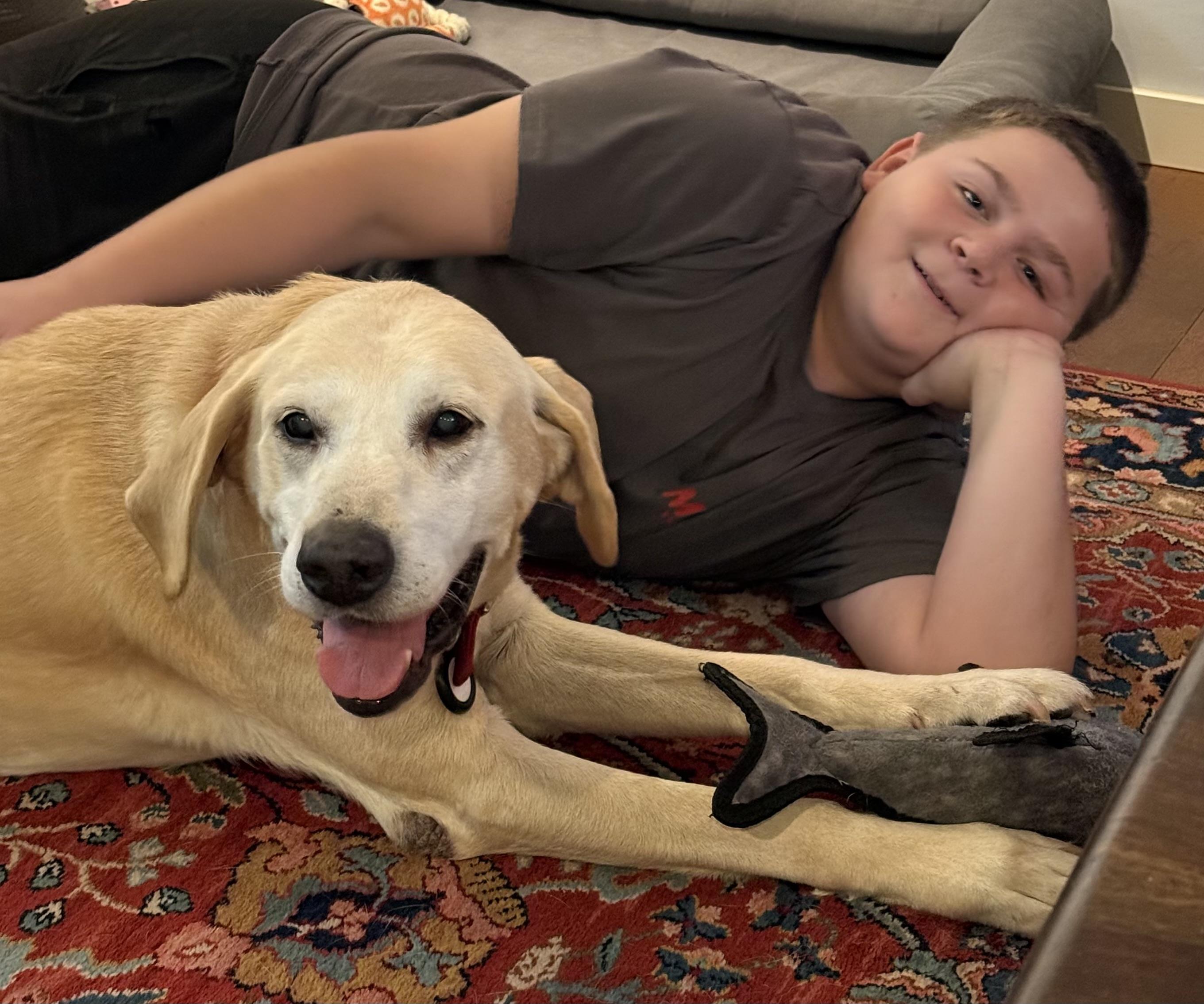 Leo, a Adoptable Labrador Retriever in San Francisco, CA image 5/6