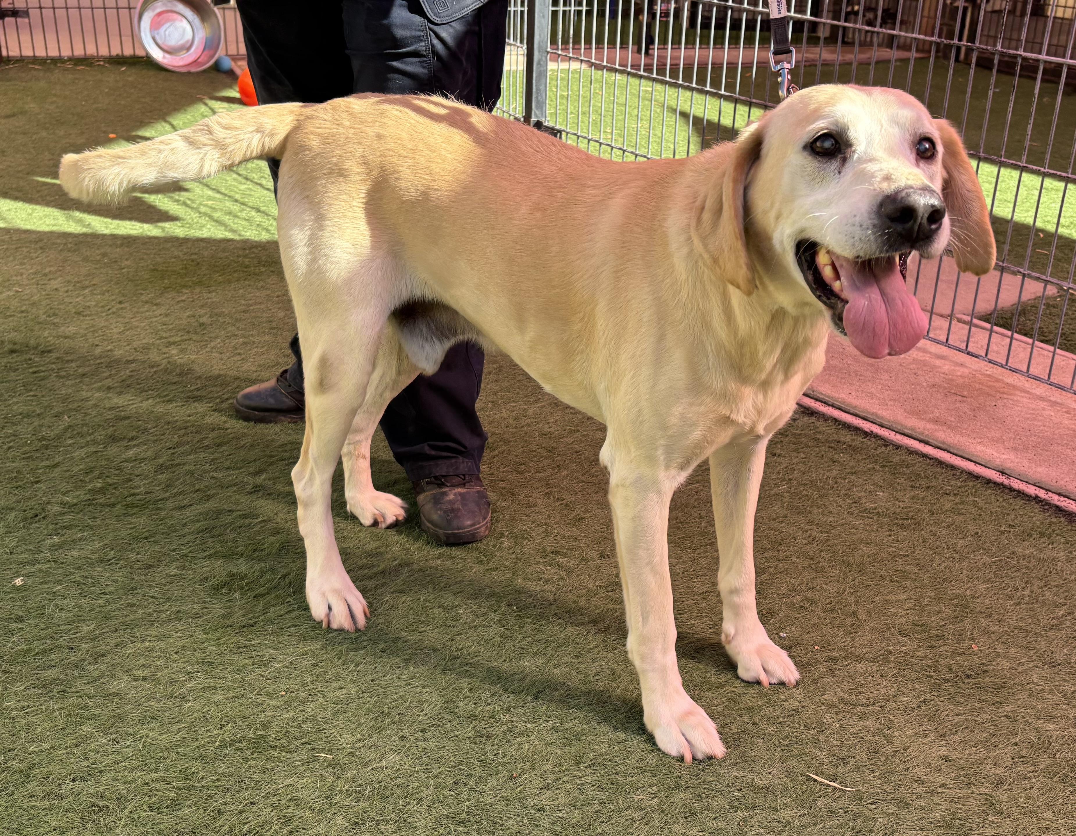 Leo, a Adoptable Labrador Retriever in San Francisco, CA image 6/6