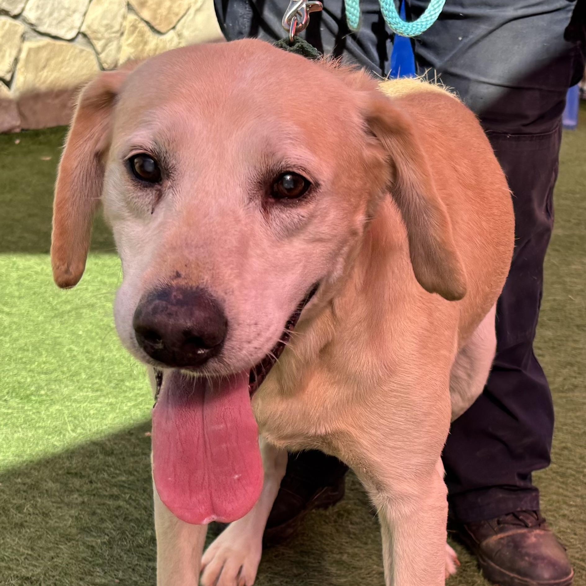Leo, a Adoptable Labrador Retriever in San Francisco, CA image 2/6