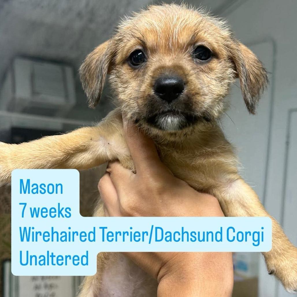 Mason, Adoptable, Puppy Male Wirehaired Terrier & Dachshund.