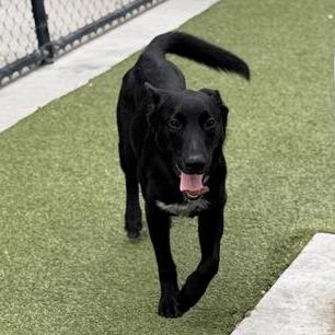 Dom, Adoptable, Young Male Mixed Breed.