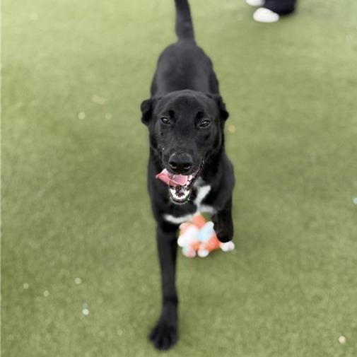 Dom, a Adoptable Mixed Breed in Houston, TX image 3/5