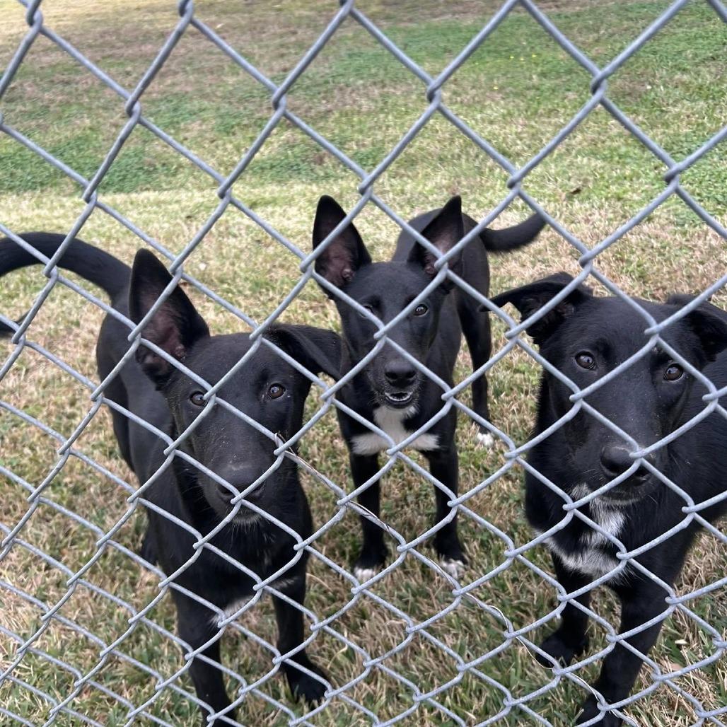 Dom, a Adoptable Mixed Breed in Houston, TX image 5/5