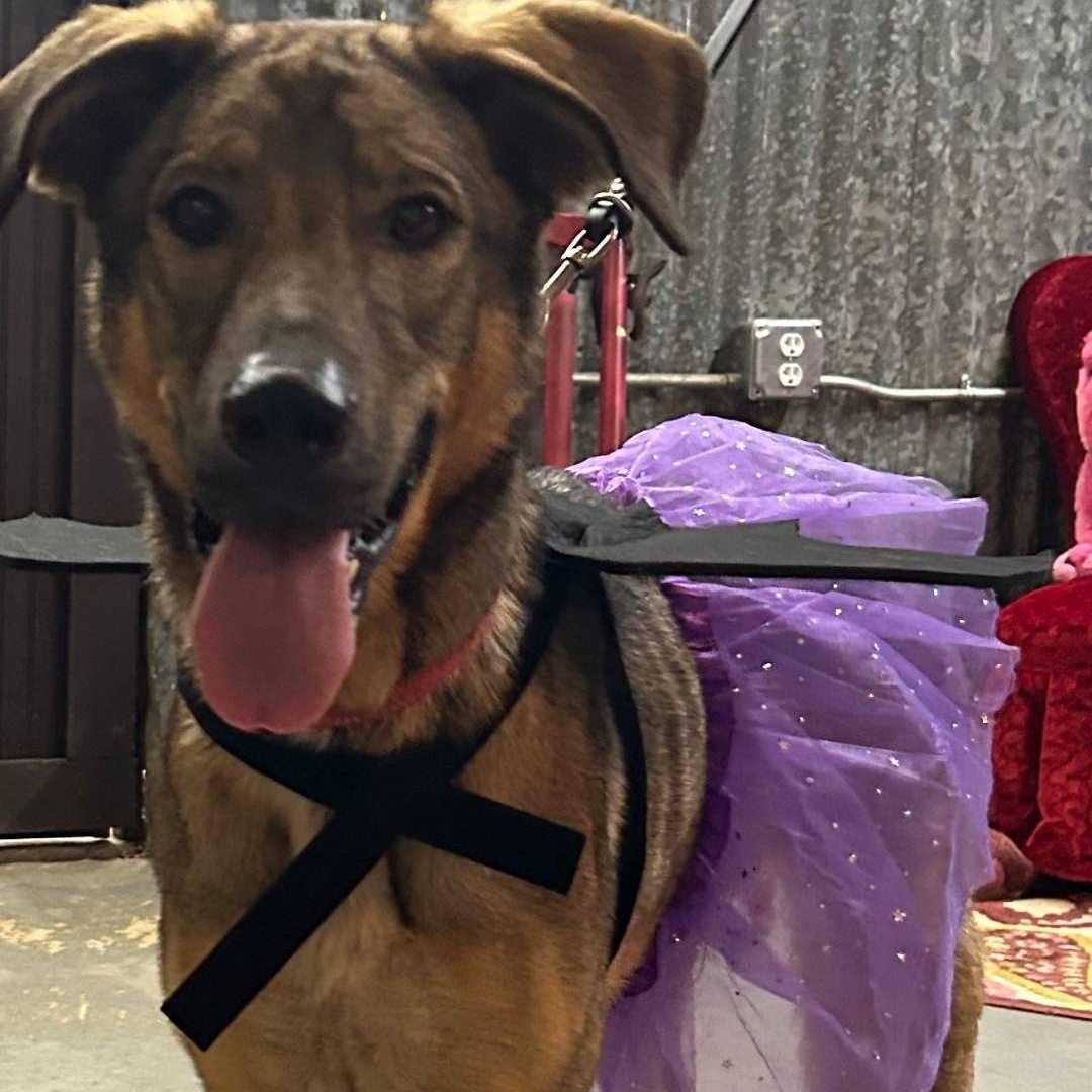 Jasmine, a Adoptable mixed breed in Llano, TX image 1/5