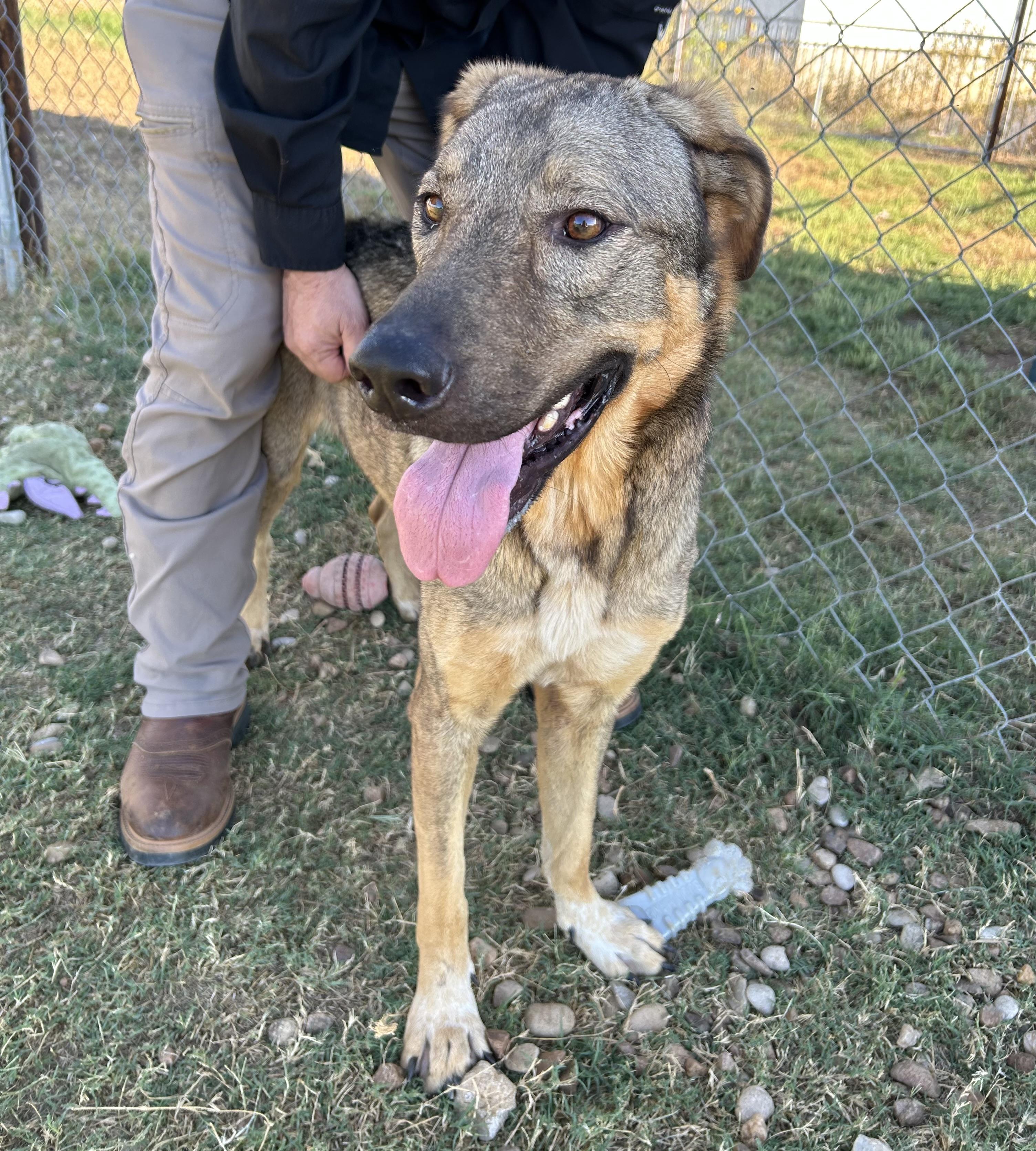 Jasmine, a Adoptable mixed breed in Llano, TX image 3/5