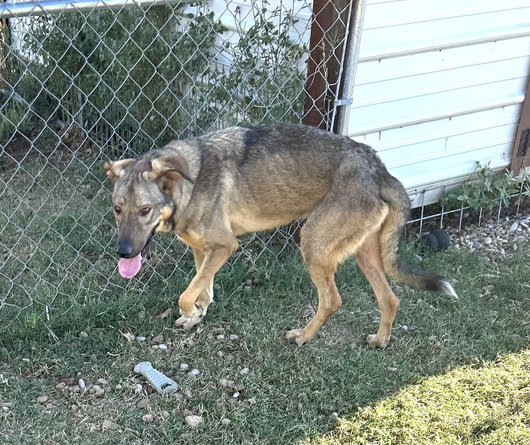 Jasmine, a Adoptable mixed breed in Llano, TX image 5/5
