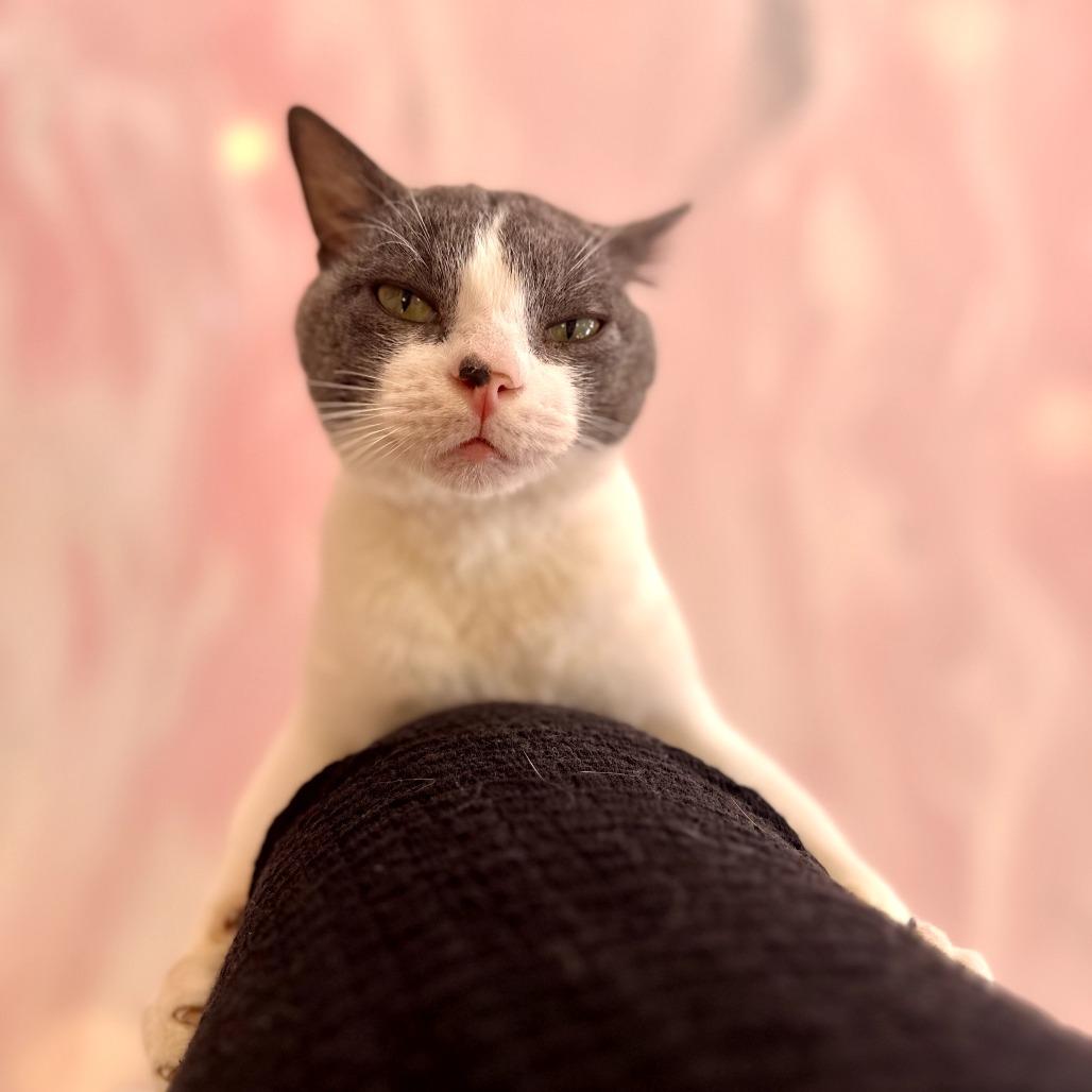 Enlarge Doc Holiday, a Adoptable American Shorthair in Forest Park, IL image 1/2