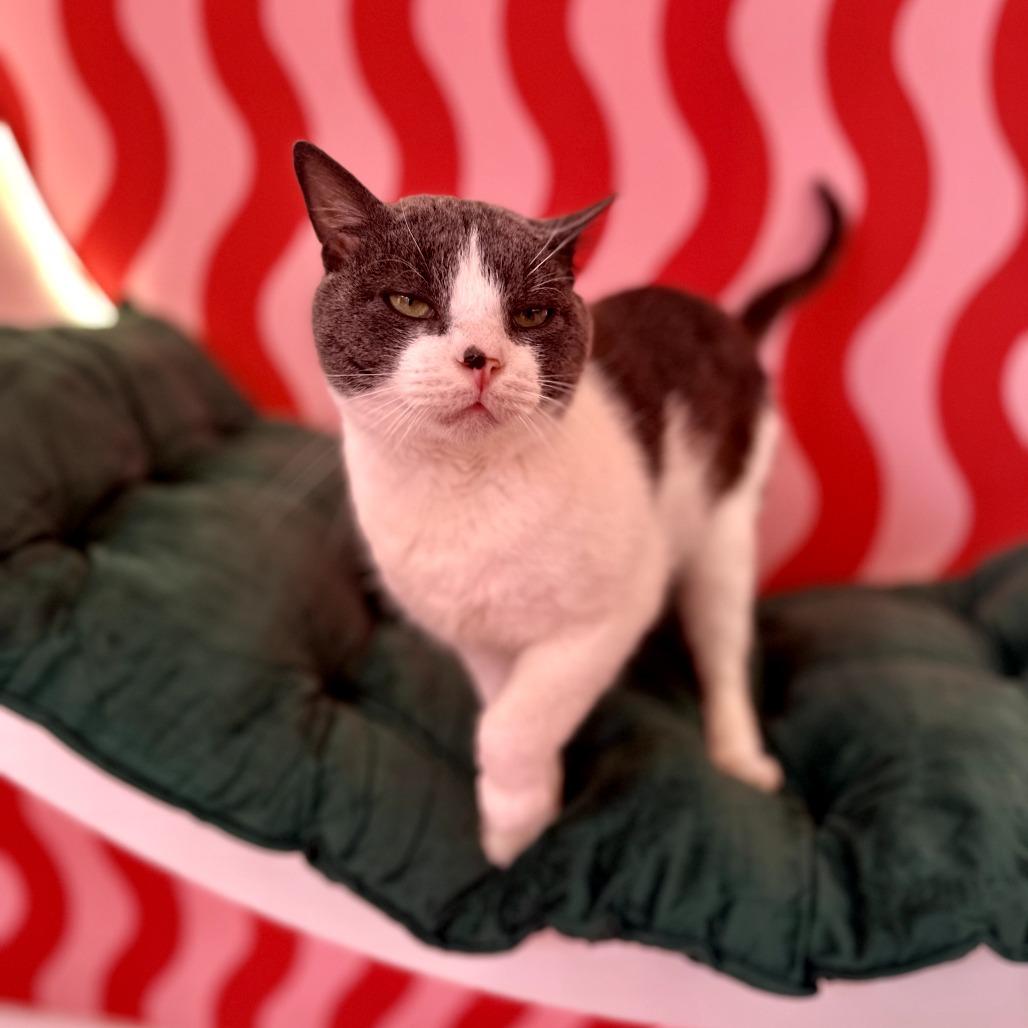 Enlarge Doc Holiday, a Adoptable American Shorthair in Forest Park, IL image 2/2
