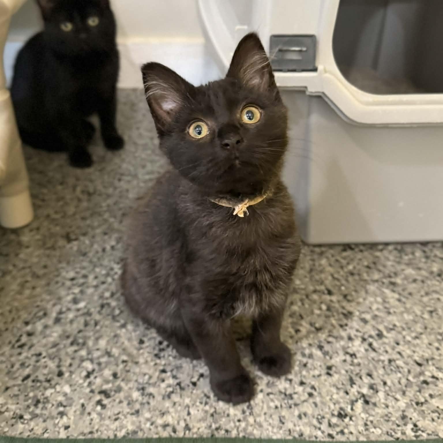 Enlarge Benford, an adopted mixed breed in Penn Yan, NY image 4/5