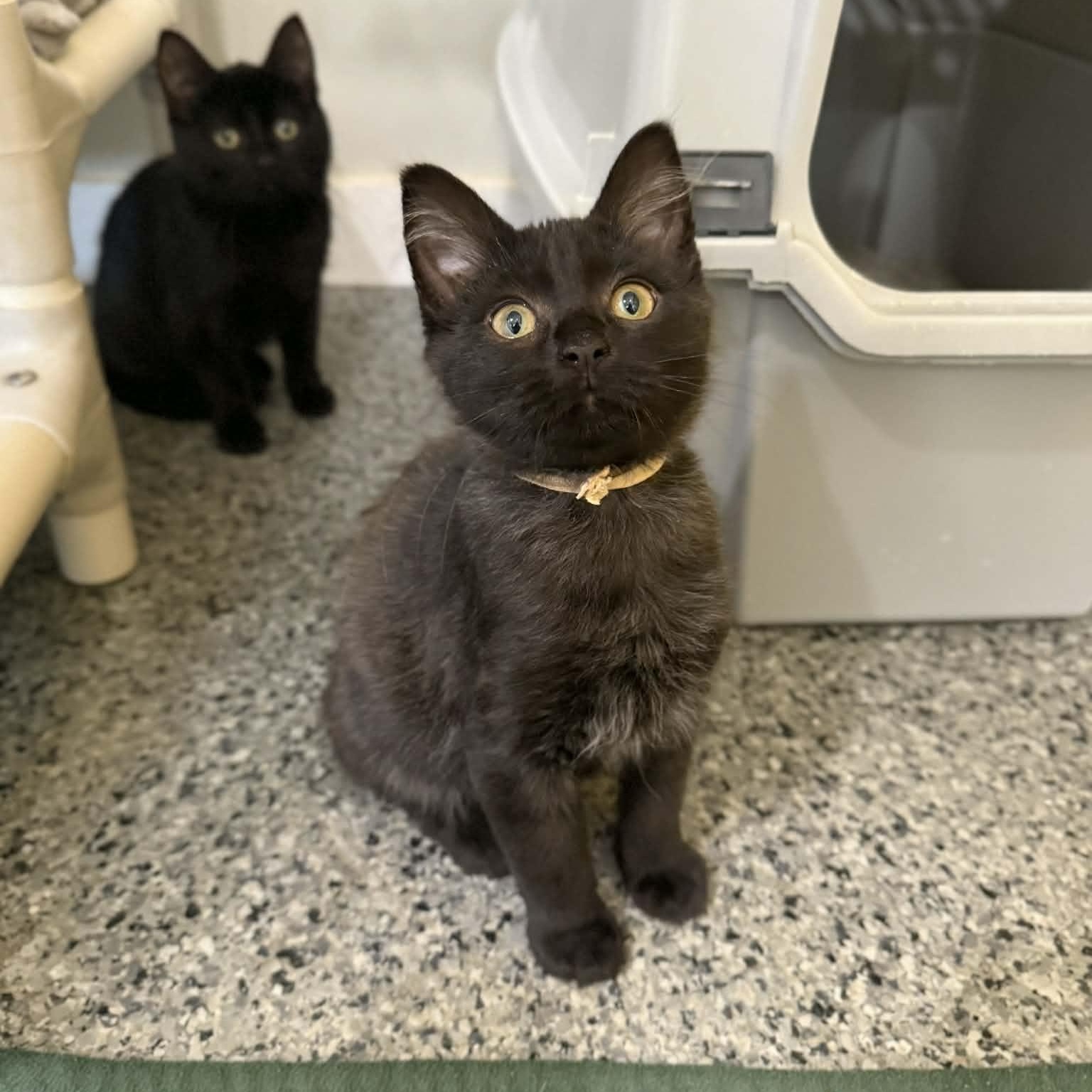 Enlarge Benford, an adopted mixed breed in Penn Yan, NY image 5/5