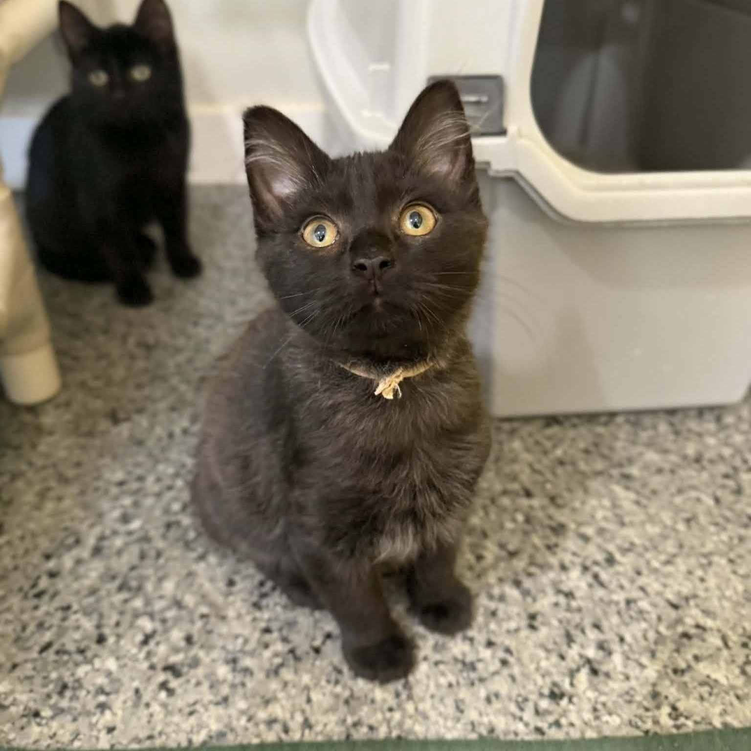 Benford, adopted, Kitten Male Domestic Medium Hair.