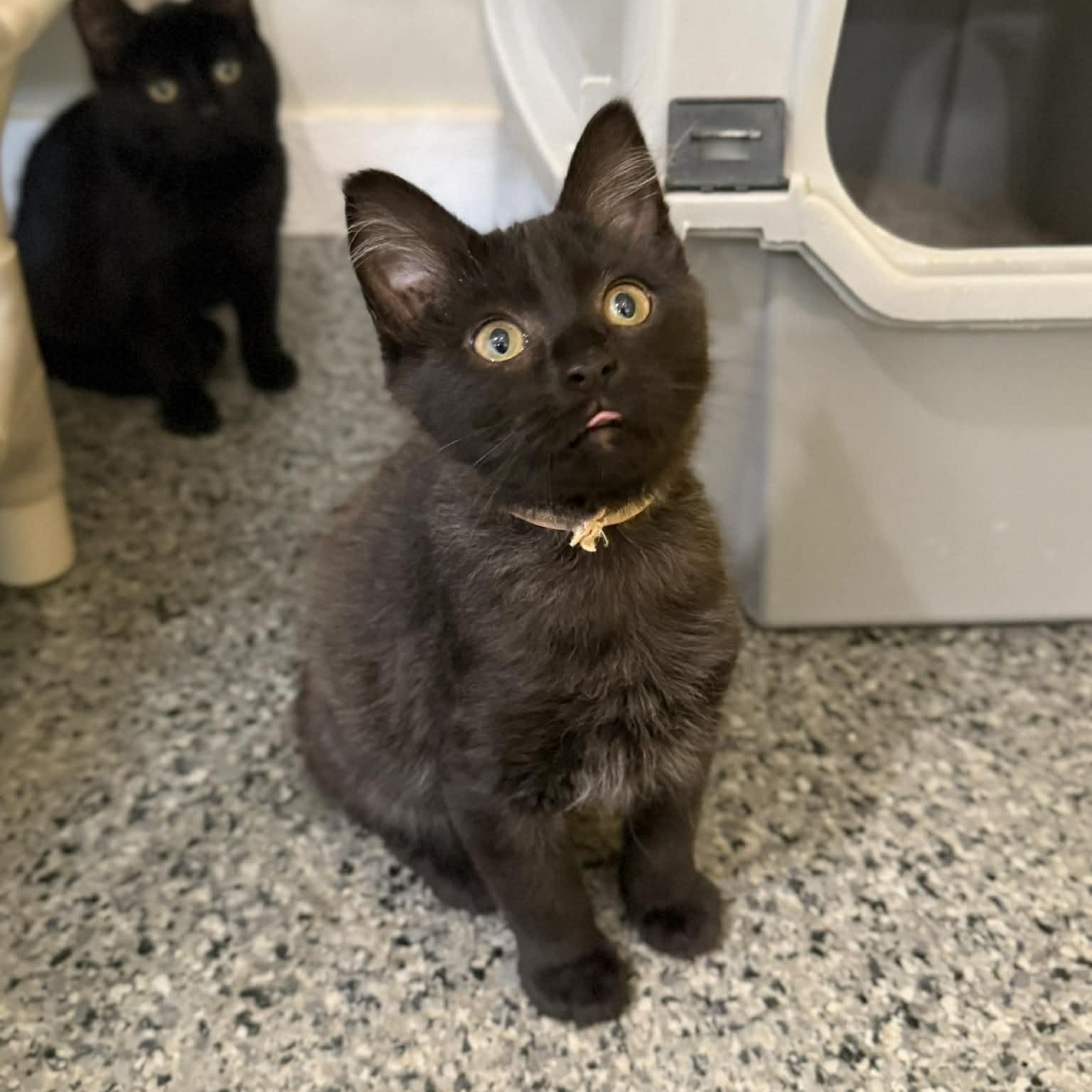 Enlarge Benford, an adopted mixed breed in Penn Yan, NY image 2/5