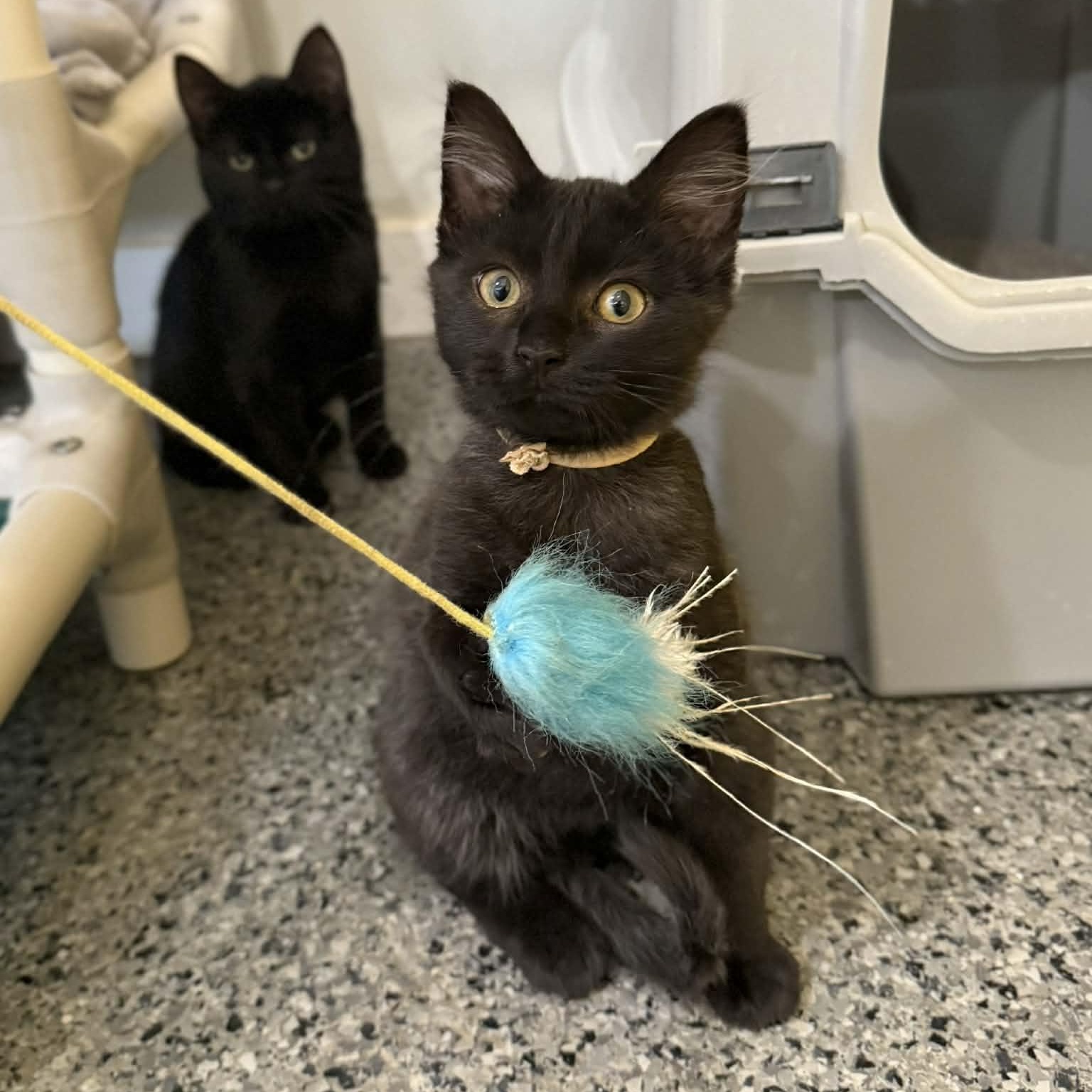 Enlarge Benford, an adopted mixed breed in Penn Yan, NY image 3/5