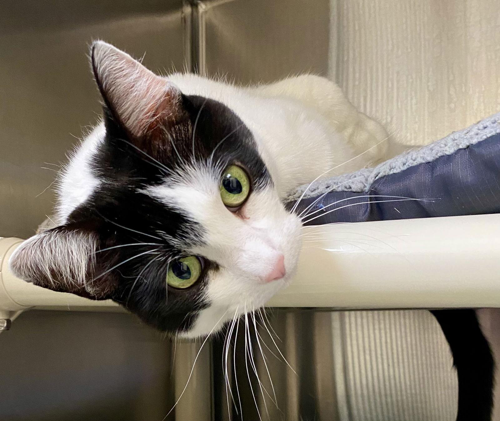 Enlarge Phyllis, a Adopted Domestic Short Hair in Fargo, ND image 1/2