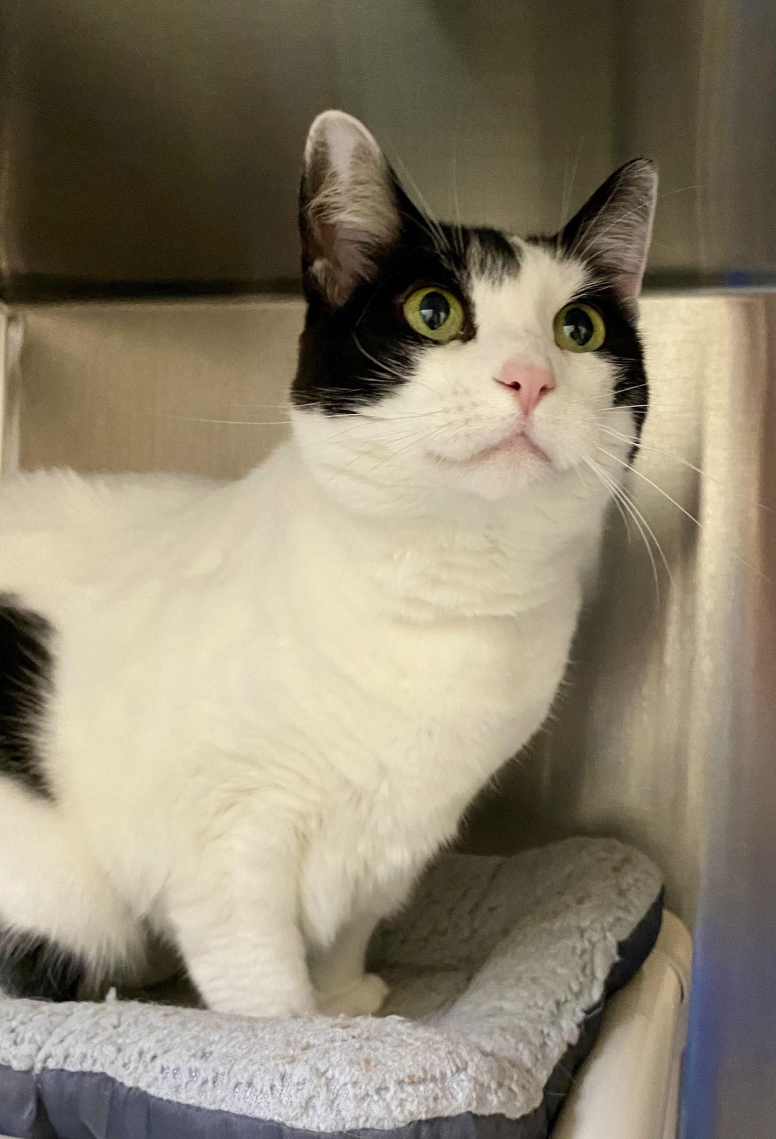 Enlarge Phyllis, a Adopted Domestic Short Hair in Fargo, ND image 2/2