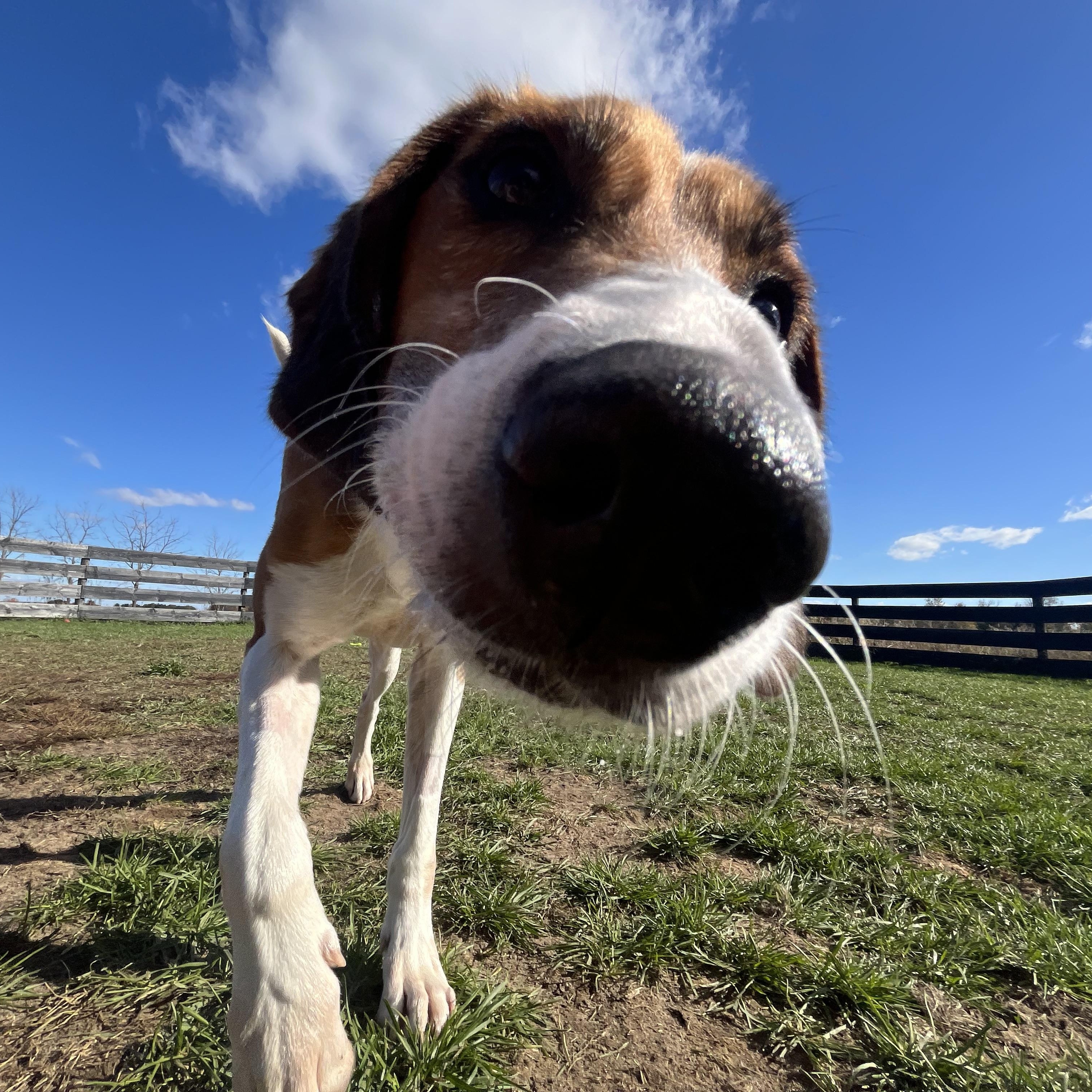 Enlarge Little Anne, a ADOPTABLE Foxhound in Lisle, ON image 3/3