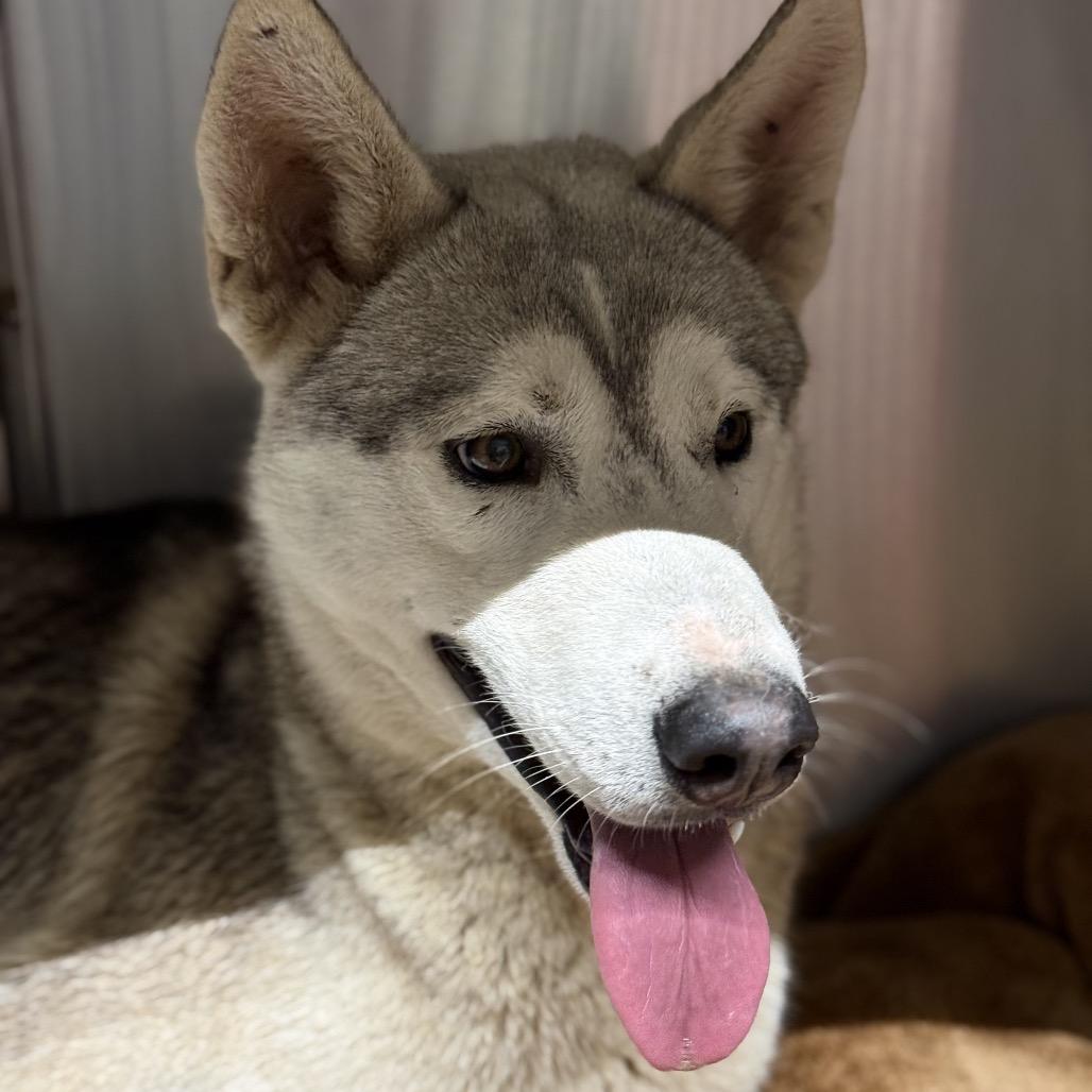 Bjorn, Adoptable, Adult Male Mixed Breed.