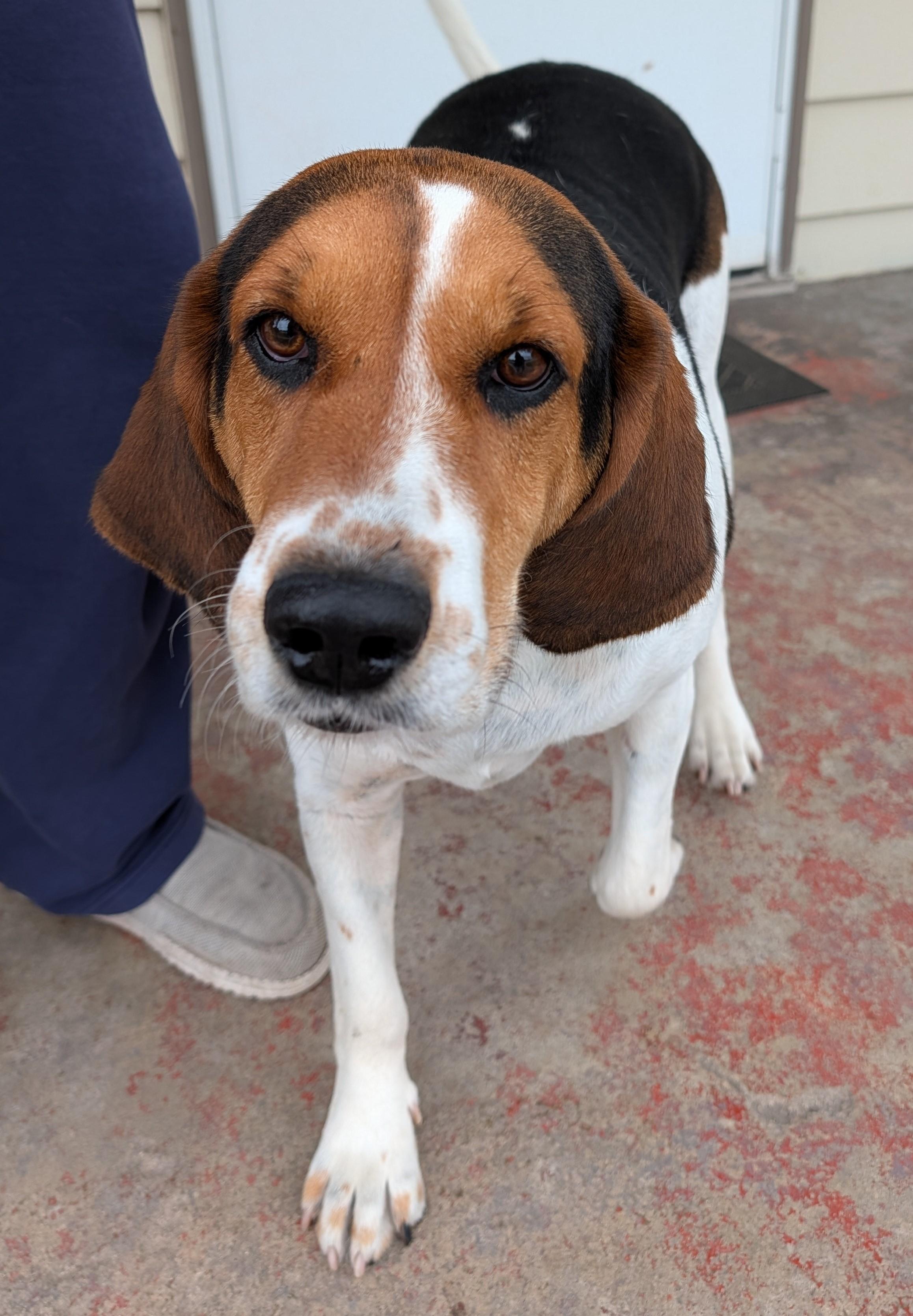 Abby - Courtey Listing - DO NOT Call the Shelter - Contact Info. is in Bio, ADOPTABLE, Adult Female Treeing Walker Coonhound.