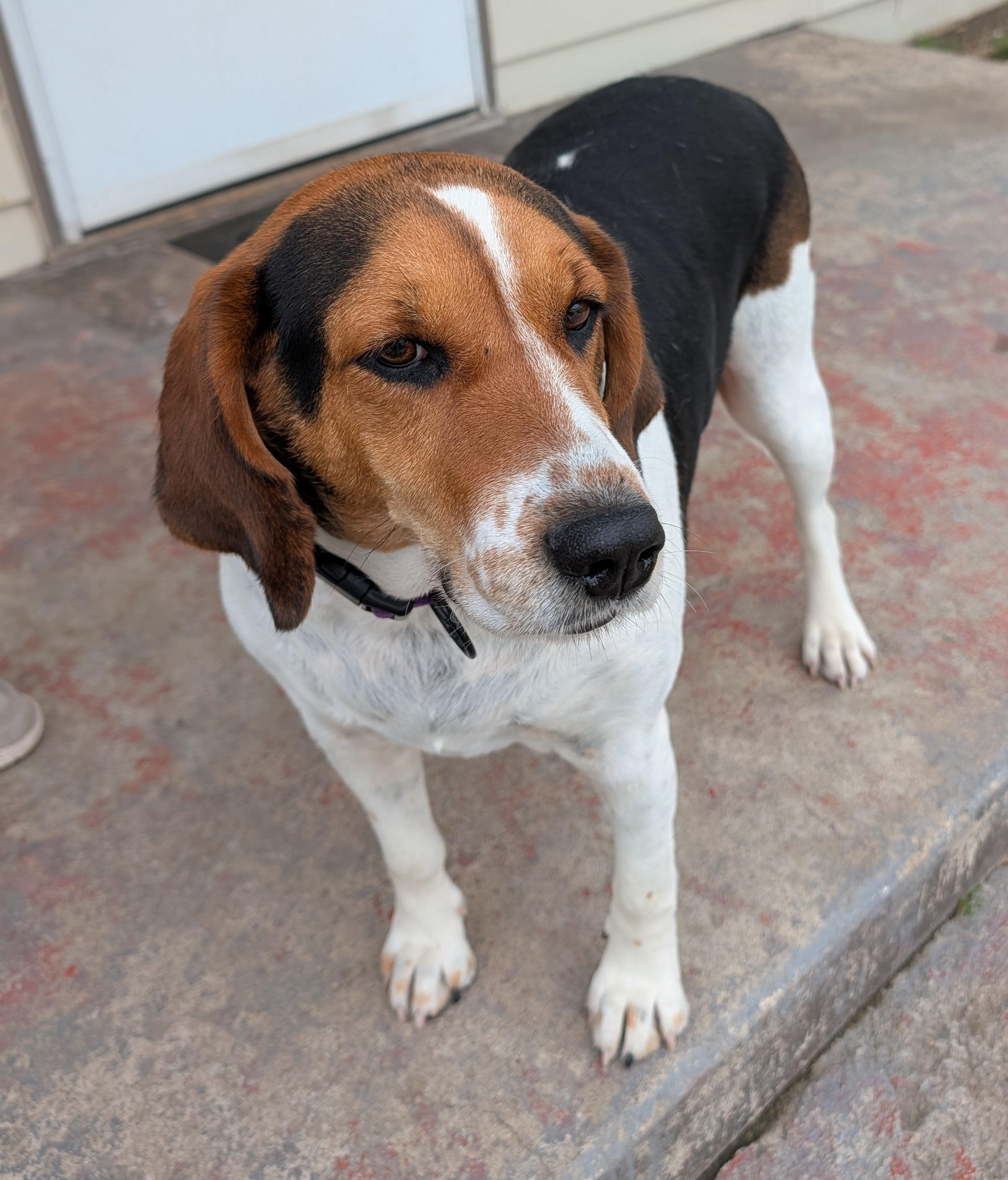 Abby - Courtey Listing - DO NOT Call the Shelter - Contact Info. is in Bio, a ADOPTABLE Treeing Walker Coonhound in Butte, MT image 2/2