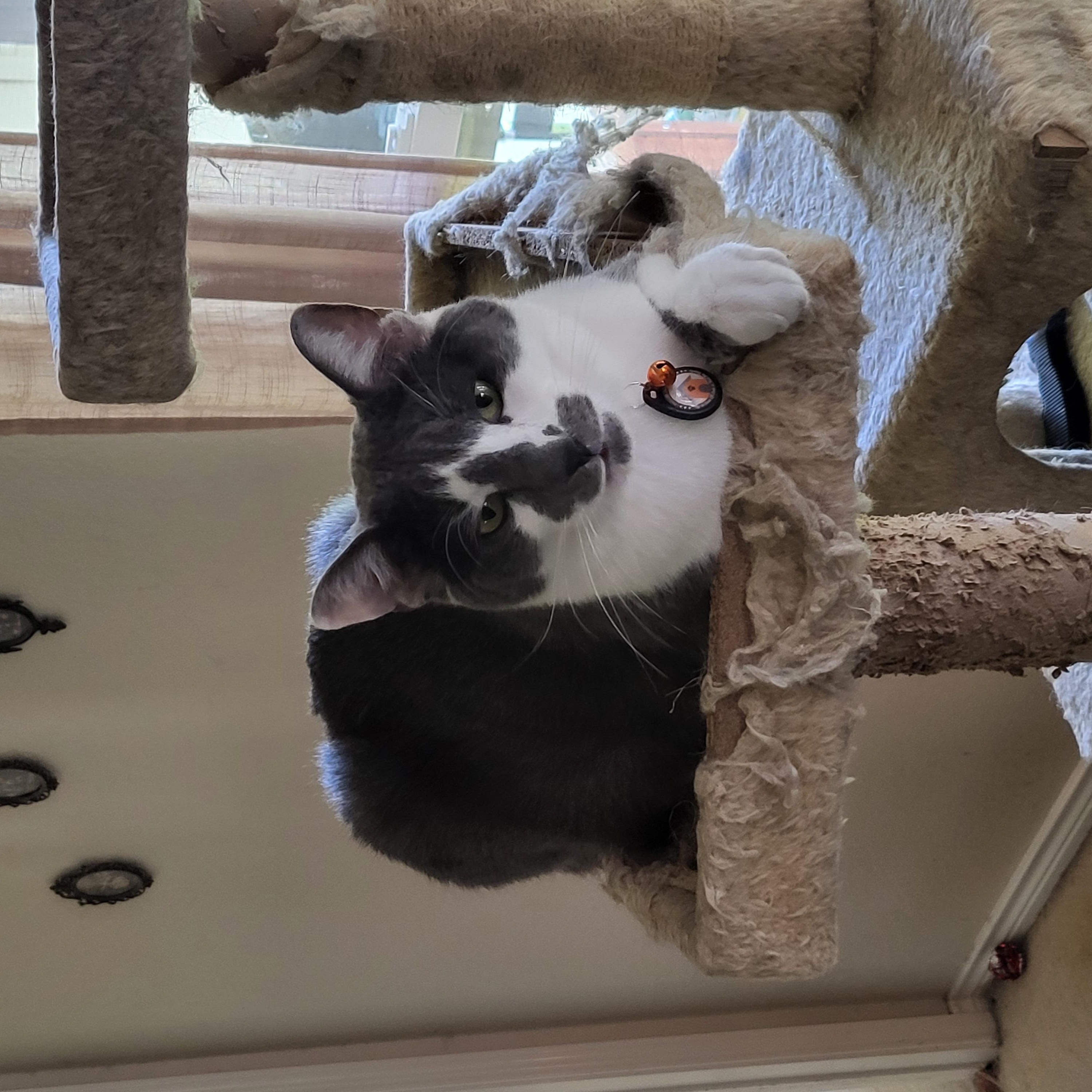 Enlarge Asher, a ADOPTABLE Domestic Short Hair in Dallas, TX image 3/4