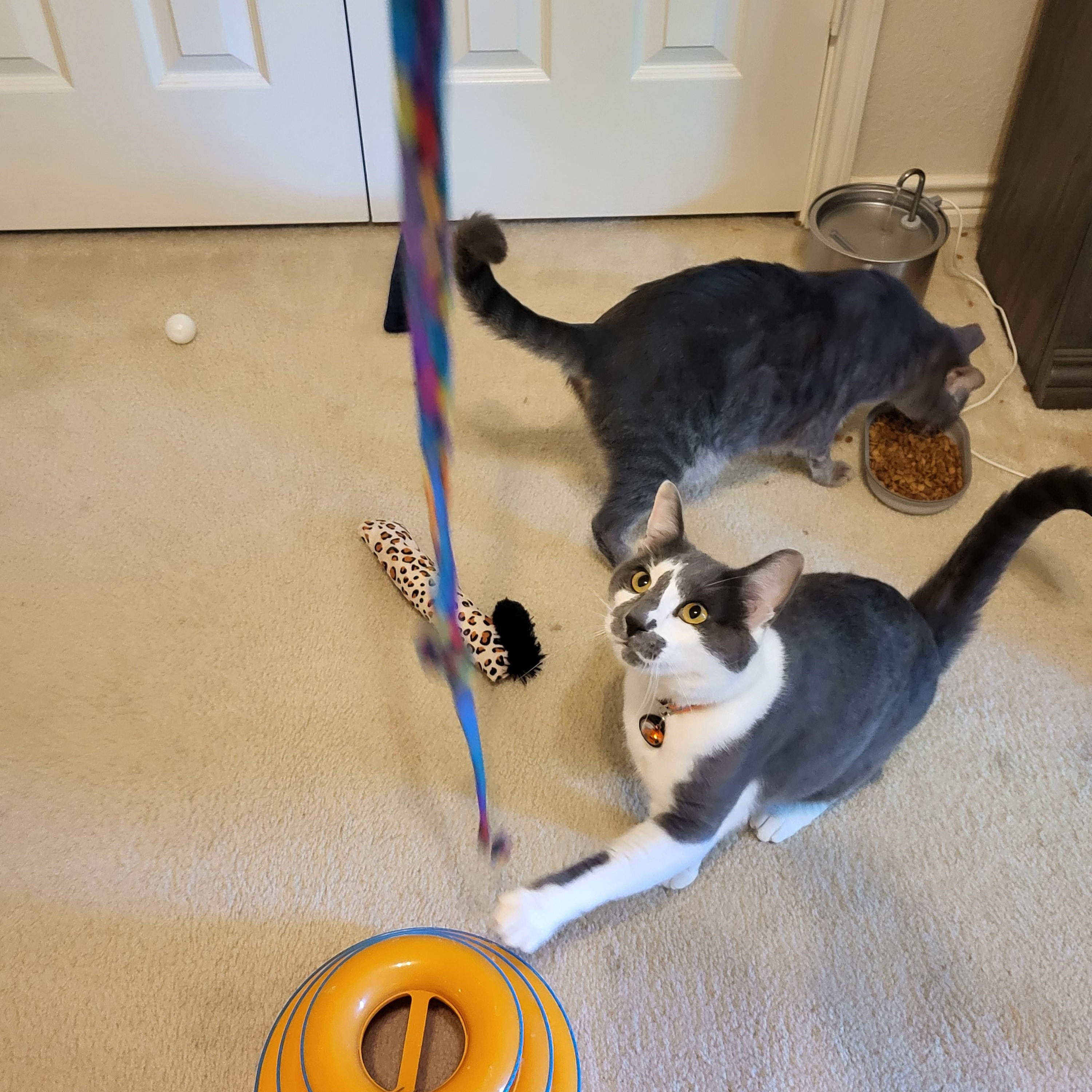 Enlarge Asher, a ADOPTABLE Domestic Short Hair in Dallas, TX image 2/4