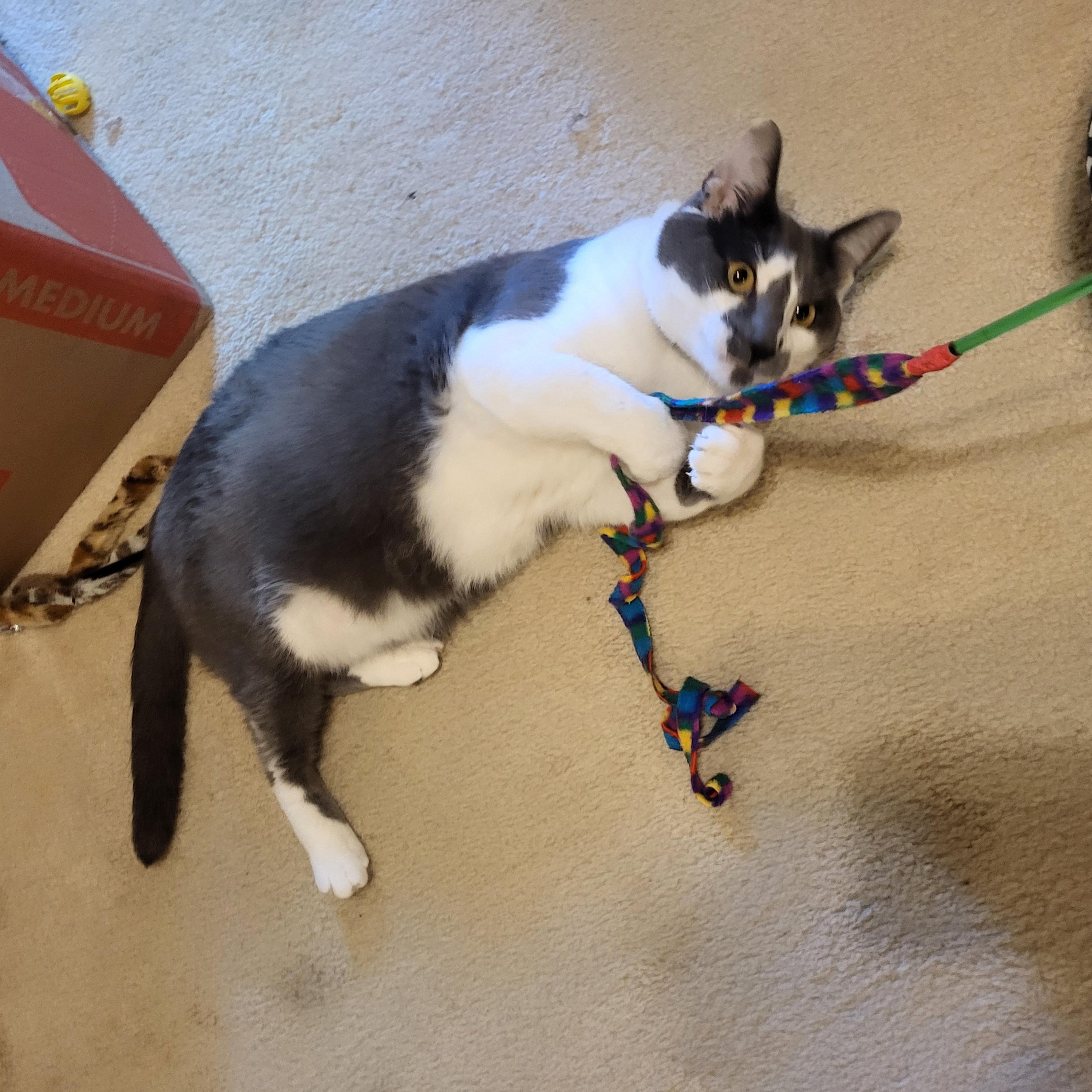 Enlarge Asher, a ADOPTABLE Domestic Short Hair in Dallas, TX image 4/4