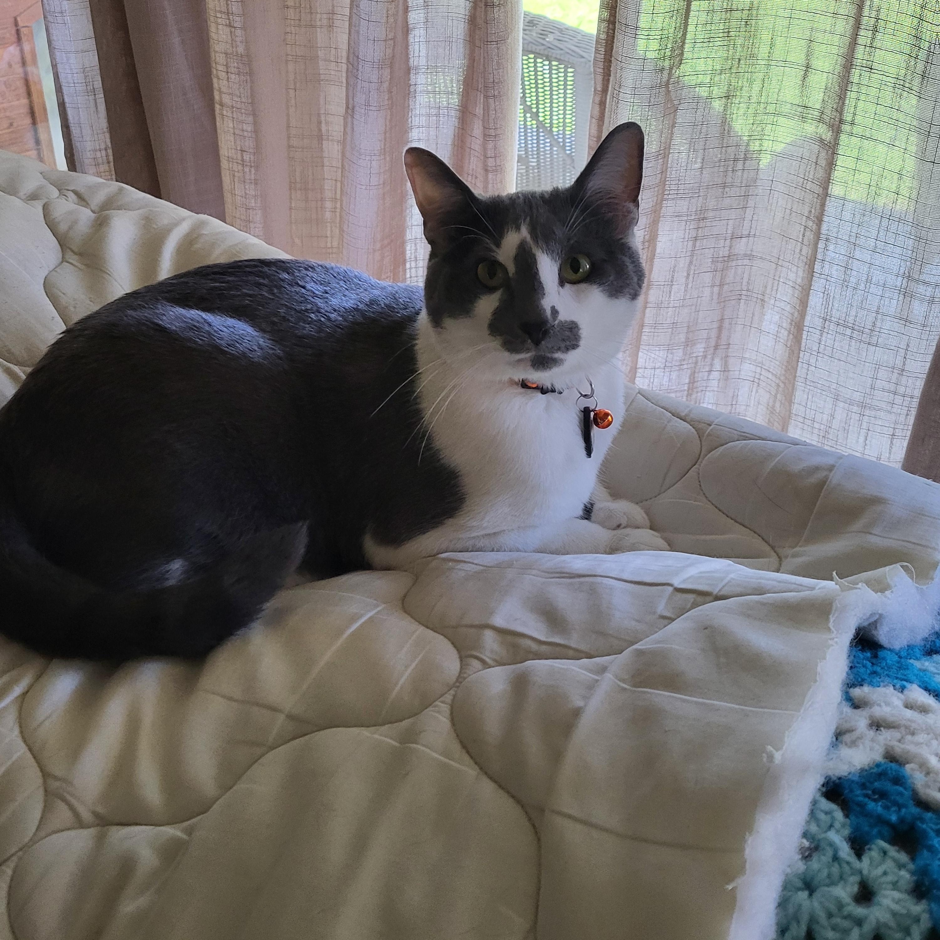 Enlarge Asher, a ADOPTABLE Domestic Short Hair in Dallas, TX image 1/4